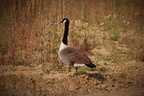 IMG 2175 (2)